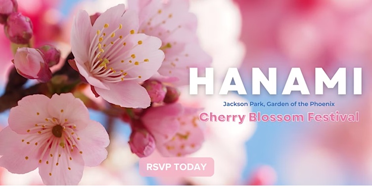 Hanami - Cherry Blossom Festival